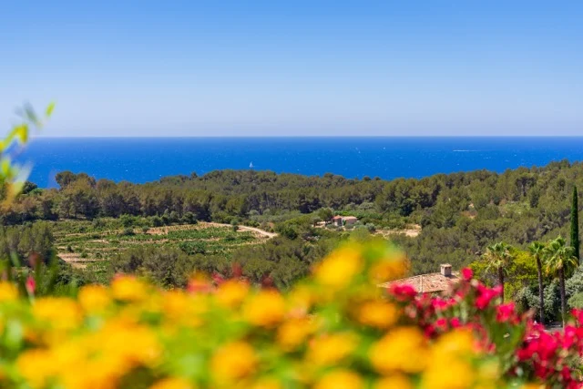 Panorama sur les vignes, le golf et la Méditerranée depuis la propriété
